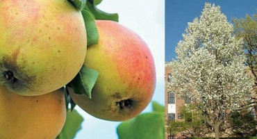 Popis a charakteristika odrůd hrušně červenozubých, pěstování a péče