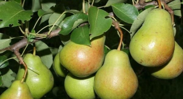 Popis a charakteristika odrůd, pěstování a opylovačů hrušní