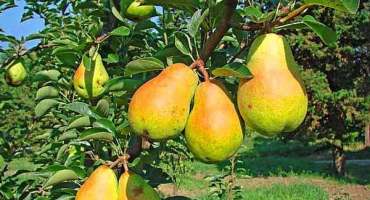 Popis a charakteristika odrůd hrušní duchess (williams), pěstování a péče