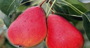 Popis a charakteristika přezdívkových hrušek, schéma výsadby a péče