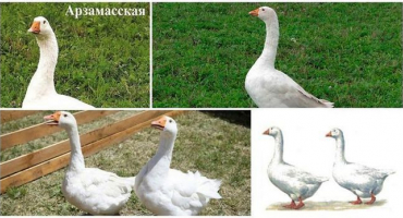 Popis a charakteristika hus plemene arzamas, jejich chov a péče