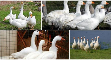 Popis a charakteristika hus plemene bashkir, pravidla pro jejich chov