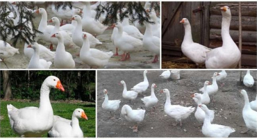 Popis a charakteristika hejtmanského chovu hus, jejich krmení a péče