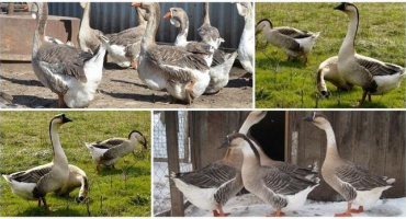 Popis a charakteristika hus plemene kuban, jejich chov a péče