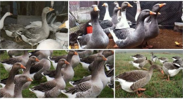 Chov, pěstování a péče o husy doma pro začátečníky