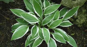 Popis a charakteristika hostitelů blue angel, pravidla výsadby a péče