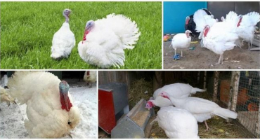 Popis a charakteristika krůt viktoriánských, obsah křížení