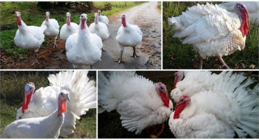 Popis a charakteristika těžkých křížených krůt, jejich chov