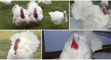 Popis a charakteristika krůt, chov