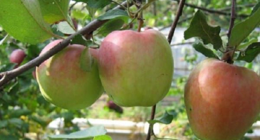 Popis a charakteristika, historie výběru odrůdy jabloní zimní krása a recenze zahradníků