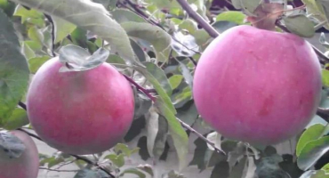 Popis a charakteristika macintoshových jablek, výsadba a funkce péče