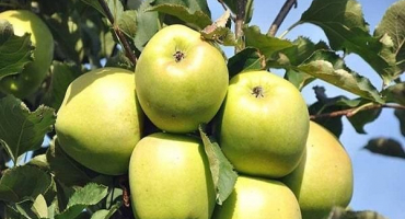 Popis a charakteristika jablek mutsu, výsadba, pěstování a péče