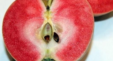 Popis a charakteristika růžových perlových jablek, pravidla výsadby a péče