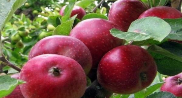 Popis a vlastnosti odrůdy jabloní kovalenkovskoye, výsadba, pěstování a péče