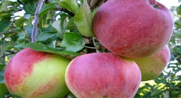 Popis a vlastnosti odrůd jablek bessemyanka michurinskaya, oblasti distribuce a recenze zahradníků