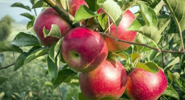 Popis a charakteristika jabloně stříbrné kopyto, výsadba a péče