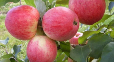 Popis a charakteristika jabloně arkadik, její výhody a nevýhody