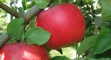 Popis a charakteristika jabloně auxis, výsadba, pěstování a péče