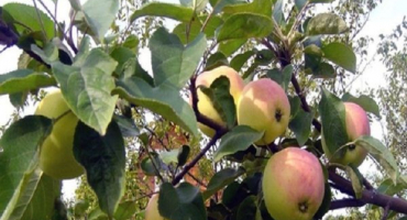 Popis a charakteristika papírových odrůd jabloní, historie šlechtění a výnos