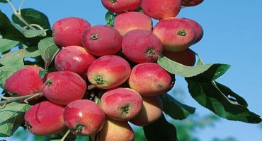 Popis a charakteristika jabloně odrůdy eva, její výhody a nevýhody