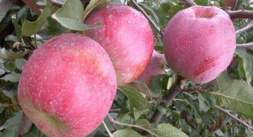 Popis a charakteristika odrůdy jabloň florin, pravidla výsadby a péče