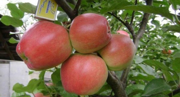 Popis a charakteristika odrůdy jabloně count ezzo, výhody a nevýhody, výnos