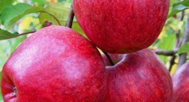 Popis a charakteristika jabloně modi, výnos, výsadba a péče