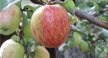 Popis a vlastnosti odrůdy jabloně orlovskoe pruhované, výsadba a péče