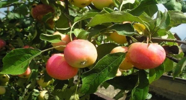 Popis a charakteristika oblíbené odrůdy jabloní, výsadba, pěstování a péče