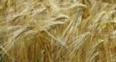 Popis a charakteristika odrůdy ječmene despina, výsevek a péče