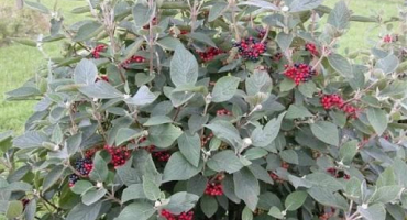 Popis a charakteristika viburnum gordovina, pravidla pro její výsadbu a péči