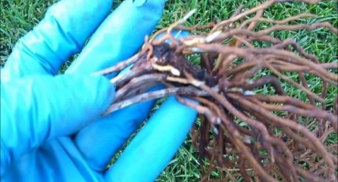 Popis a charakteristika hybridu plamének hegley, skupiny výsadeb a řezu