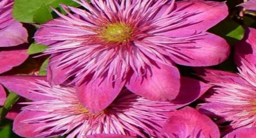 Popis a charakteristika plaménku odrůd kaiser, výsadba a péče