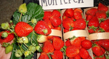 Popis a charakteristika monterey jahod, výsadba a péče