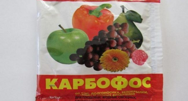 Popis a charakteristika cizích jahod, výsadba a péče