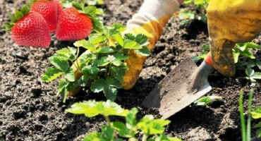 Popis a vlastnosti jahodové odrůdy tsarskoye selo, její výsadba a péče