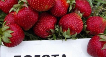 Popis a charakteristika bogotských jahod, výsadba a péče