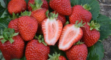 Popis a charakteristika nádherné odrůdy jahodníku, schéma výsadby a péče