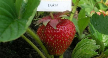 Popis a charakteristika dukátových jahod, výsadba a péče
