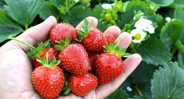 Popis a vlastnosti evisu potěší jahody, výsadba a péče