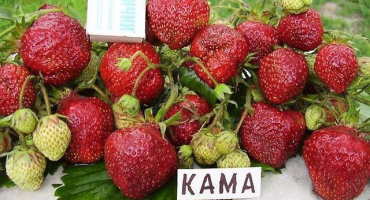 Popis a charakteristika kama jahod, pěstování a péče