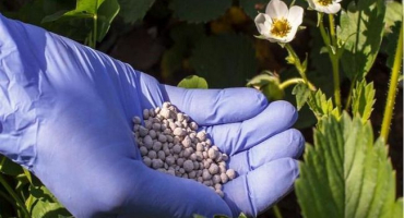 Popis a charakteristika masopustních jahod, pravidla výsadby a péče