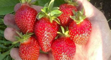 Popis a charakteristika klerových jahod, pěstování a péče