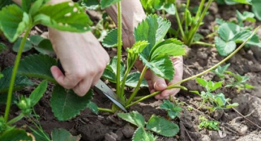 Popis a charakteristika mayských jahod, pravidla výsadby a péče