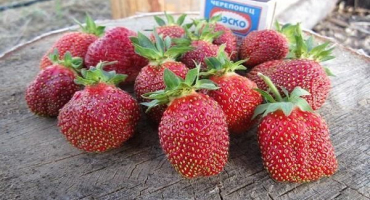 Popis a charakteristika odrůd jahodníku maryshka, pěstování a rozmnožování