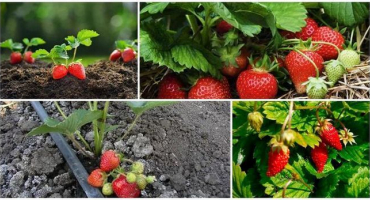 Popis a charakteristika jahod meya, výsadba a pěstování