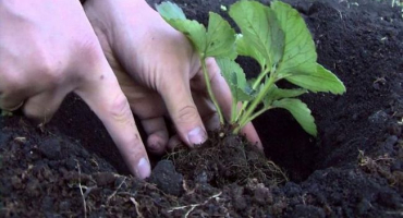 Popis a charakteristika sladkých jahod evi, pravidla výsadby a péče