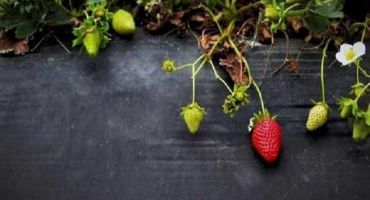 Popis a charakteristika ženevských jahod, pravidla výsadby a péče