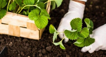 Popis a charakteristika jahod zumba, pravidla výsadby a péče