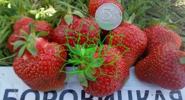 Popis a charakteristika jahod borovitskaya, pěstování a reprodukce